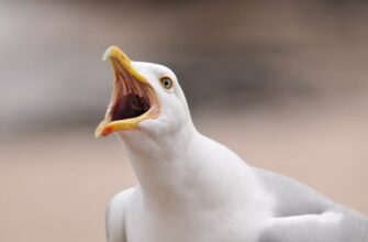 uchastvovat pepe airdrop na testnet