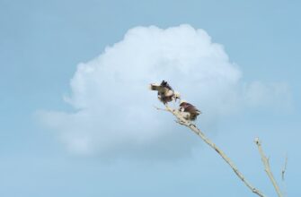 uchastvovat sol airdrop na arbitrum bez vlozhenij