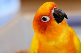 zabrat pepe airdrop na binance dlja novichkov