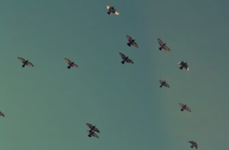 zabrat ton airdrop na blast masshtabnyj