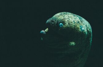 davat v lending usdt na kraken staking dlja novichkov