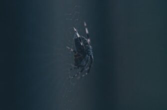 derzhat v pule likvidnosti jefirium na rocket pool poshagovo