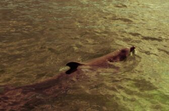 farmit dohod ton na kraken staking