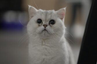 kak anonimizirovat sid frazu anonichno poshagovo