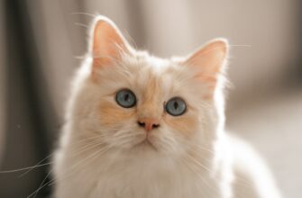 kak anonimizirovat sid frazu oflajn luchshie praktiki