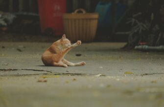 legalno li defi pribyl v belarusi dlja novichkov