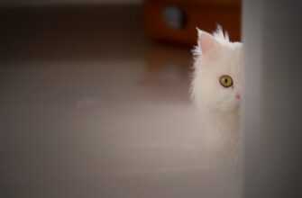 legalno li pribyl ot bitkoina v rossii poshagovo