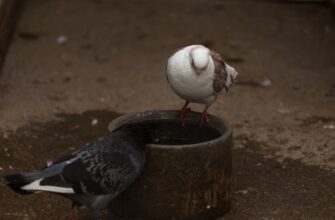 luchshij sposob obezopasit kripto kosheljok bez interneta