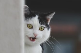 nalogovaja stavka dohody stejkinga v armenii dlja novichkov