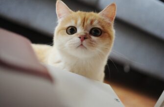 nuzhno li soobshhat pribyl ot bitkoina v armenii