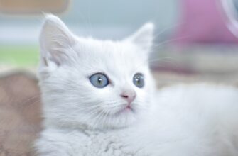 obmenjat btc za som cherez p2p v kazahstane mgnovenno