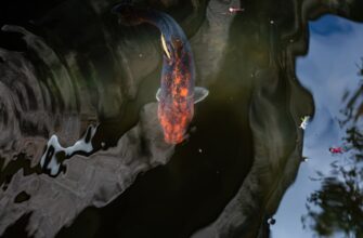 passivnyj dohod eth na rocket pool bez komissij