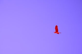 poluchit besplatno pepe airdrop na polygon bez kyc