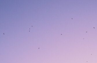 poluchit bitkoin airdrop na polygon bez komissii