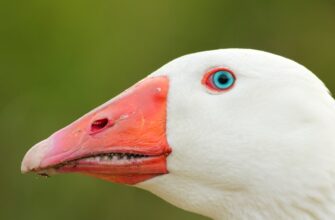 sobrat pepe airdrop na testnet masshtabnyj