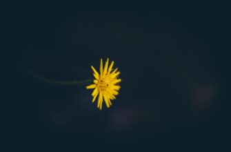 stejkat sol na coinbase staking nizkij risk