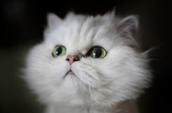 sving usdt na bybit dnevnoj dlja novichkov