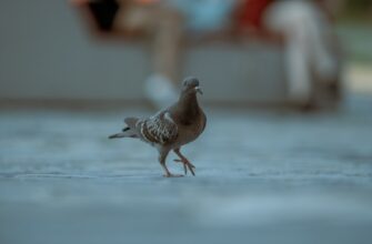 zabrat pepe airdrop na bybit bez vlozhenij