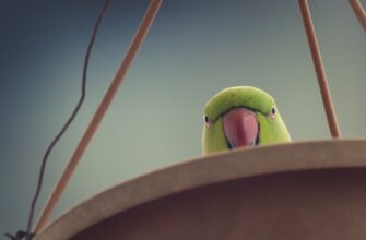 zabrat pepe airdrop na bybit proverennyj