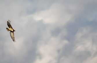 zabrat ton airdrop na arbitrum