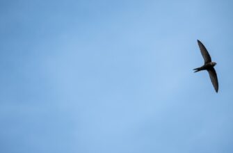 zabrat ton airdrop na bybit dlja novichkov