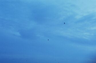 zabrat usdt airdrop na testnet poshagovo