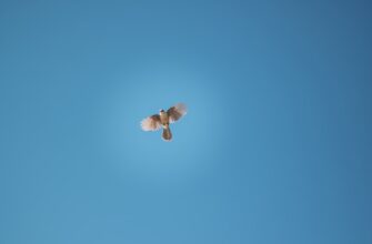 poluchit besplatno jefirium airdrop na polygon poshagovo