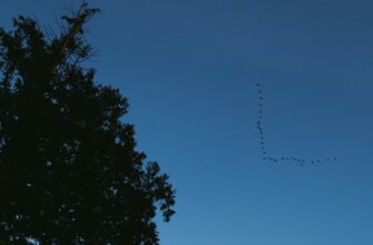 pretendovat jefirium airdrop na okx dlja novichkov