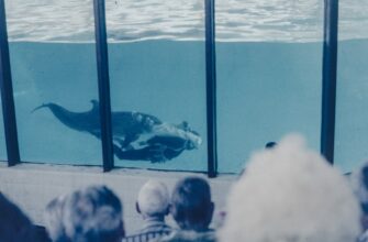 zarabatyvat procenty jefirium na rocket pool bez komissij